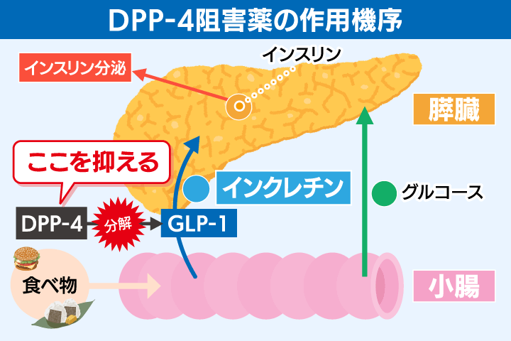 DPP-4阻害薬の作用機序