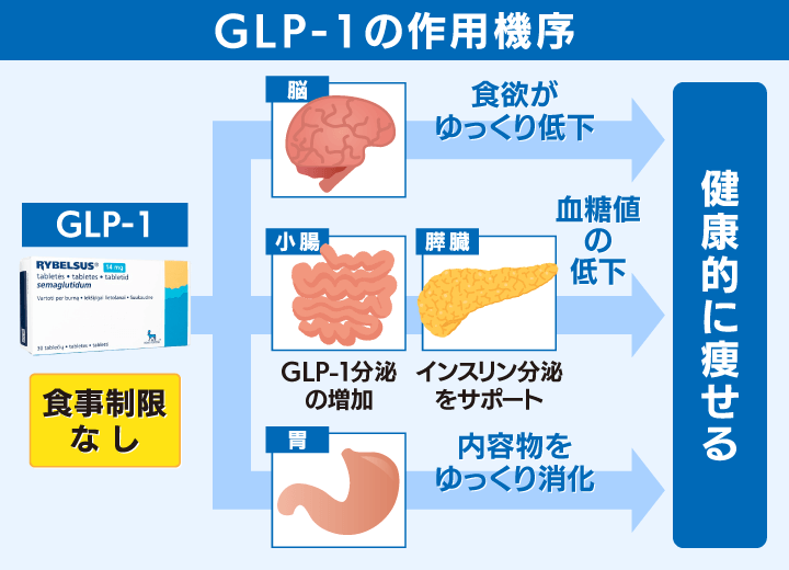 GLP-1の作用機序