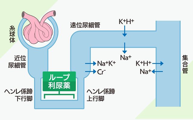 トラセミドの作用機序