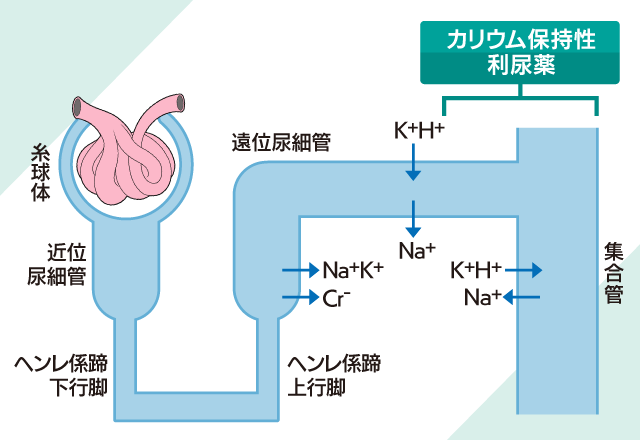スピロノラクトンの作用機序