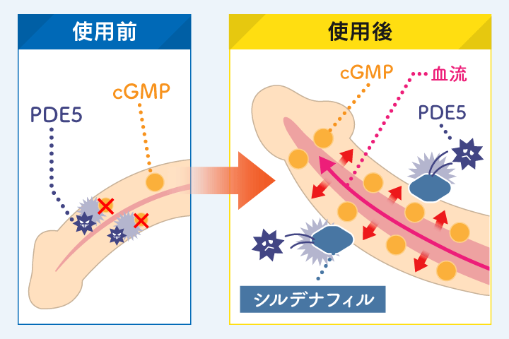 カマグラ発泡錠の作用機序