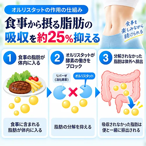 アライの作用の仕組み