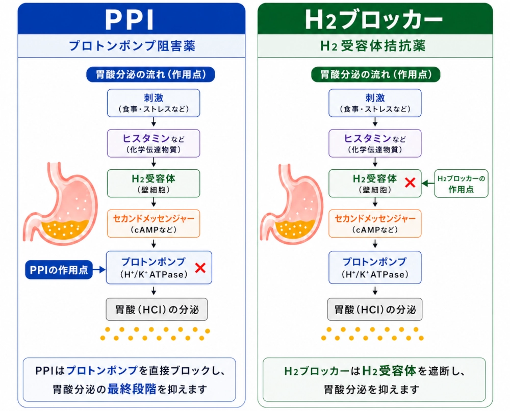 PPIとH2ブロッカーの作用点の違い