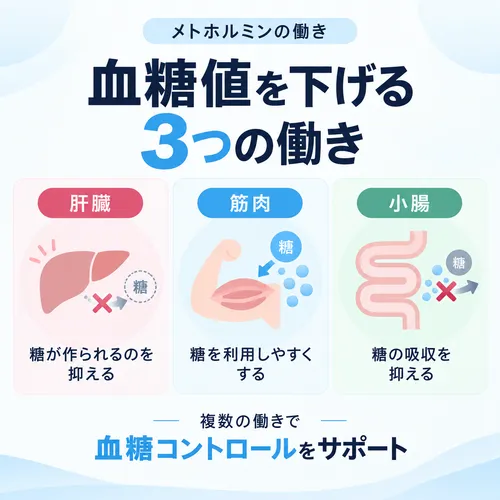 メトホルミンの効果