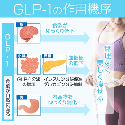 GLP-1の作用機序