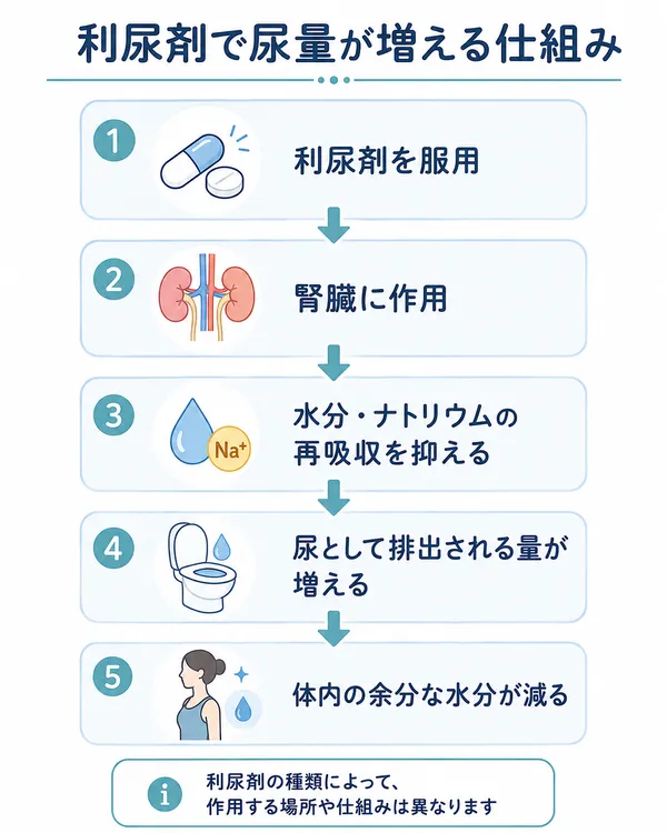 利尿剤で尿量が増える仕組み