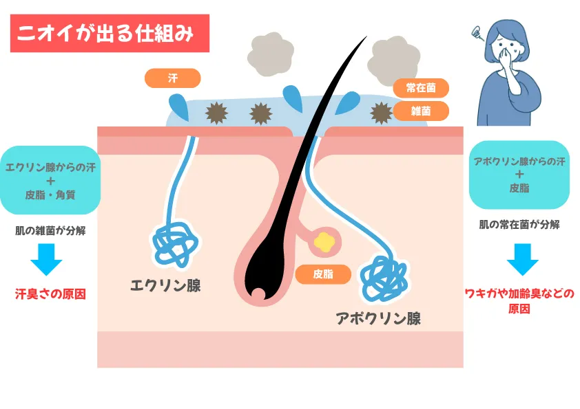 汗からニオイが出る仕組み